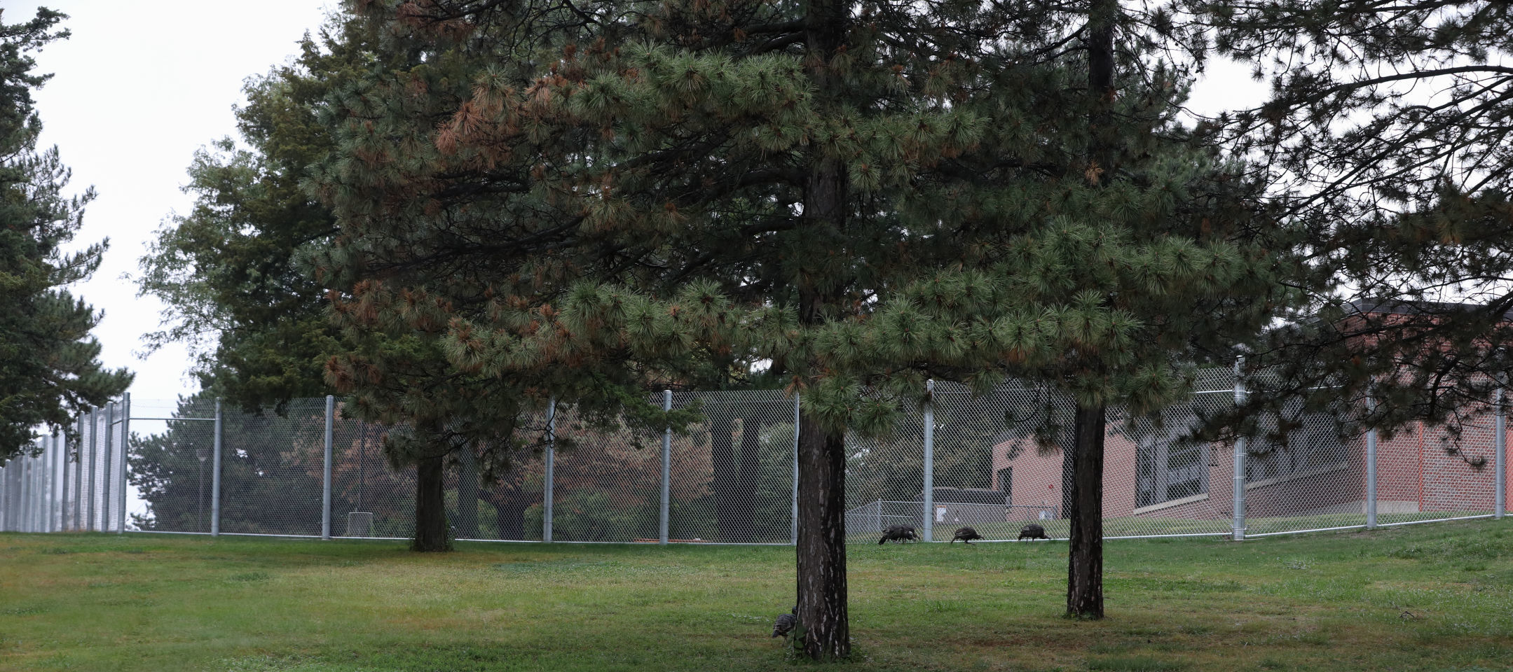 1. YRTC fence fails to deter escapees